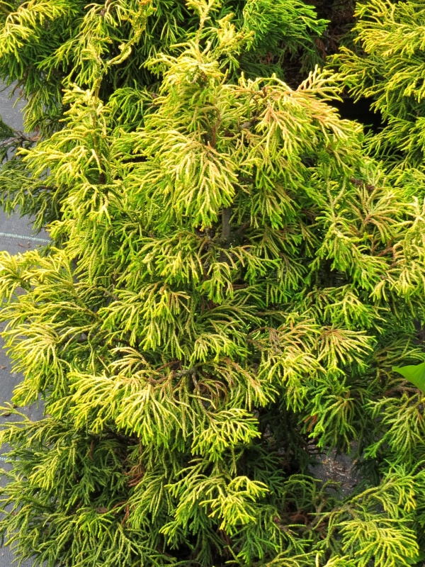 Chamaecyparis obtusa Tsatsumi Gold