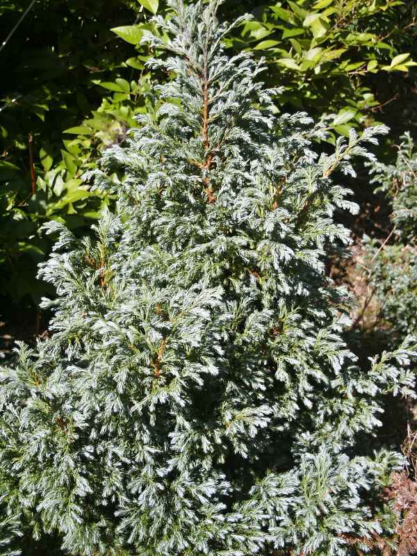 Chamaecyparis pisifera Bouleward