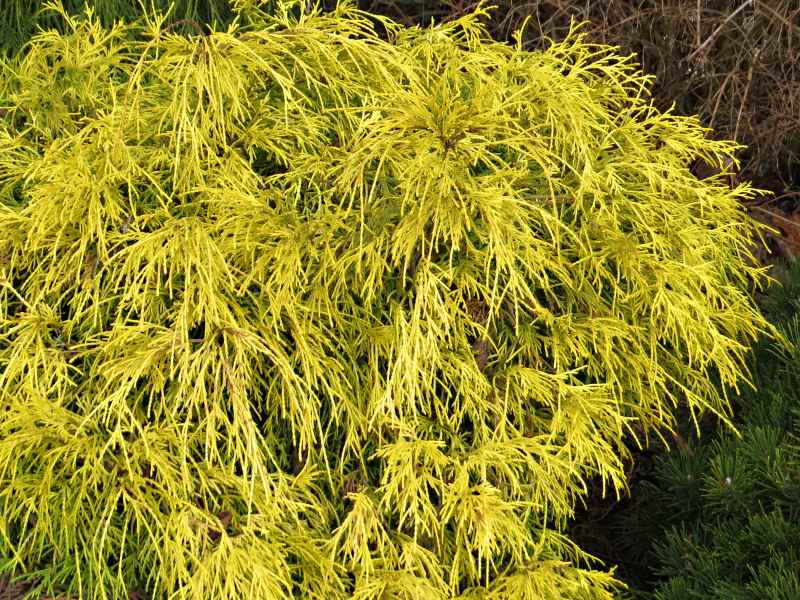 Chamaecyparis pisifera Filifera Aurea Nana