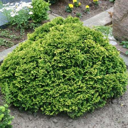 Chamaecyparis pisifera Filifera Nana