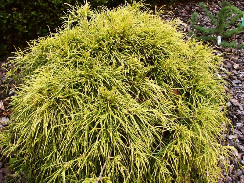 Chamaecyparis pisifera Sungold