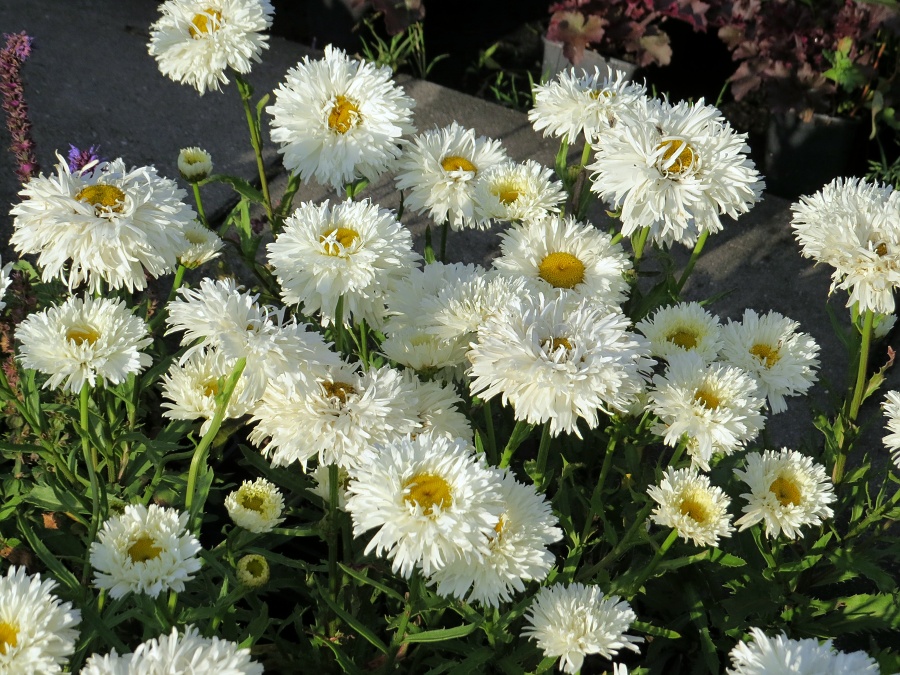 Leucanthemum superbum Ohh La Laspider