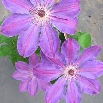 Clematis hybrida Baltyk