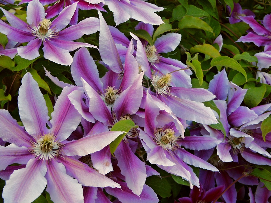 Clematis hybrida Nelly Moser