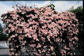 Clematis montana Mayleen