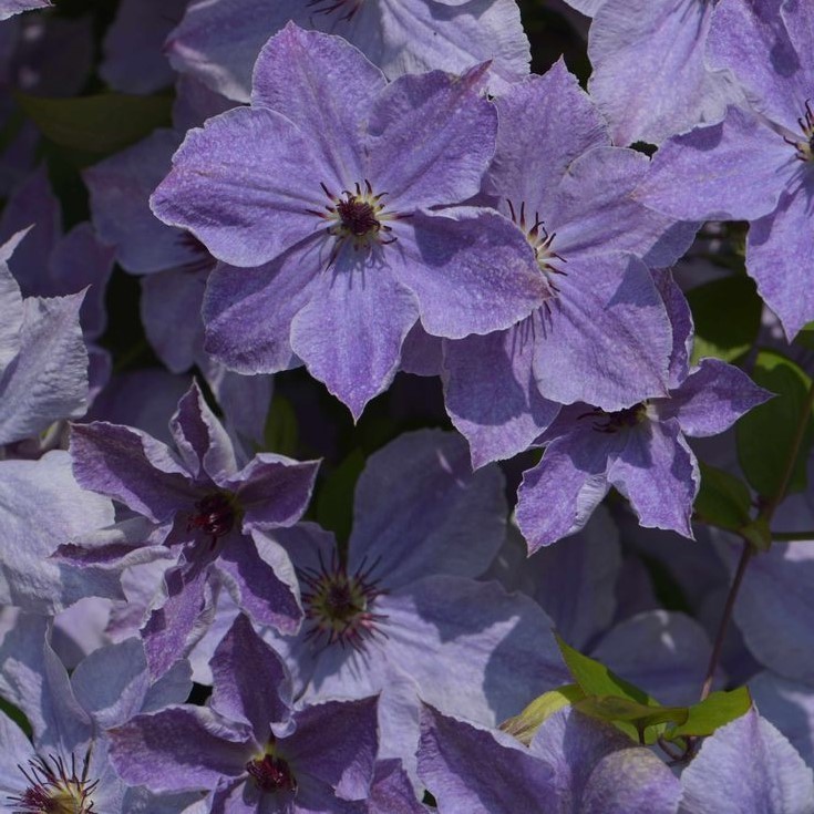 Clematis hybrida Skyfall