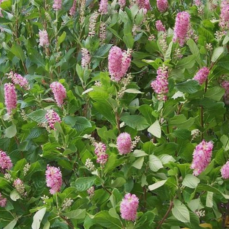 Clethra alnifolia Ruby Spice