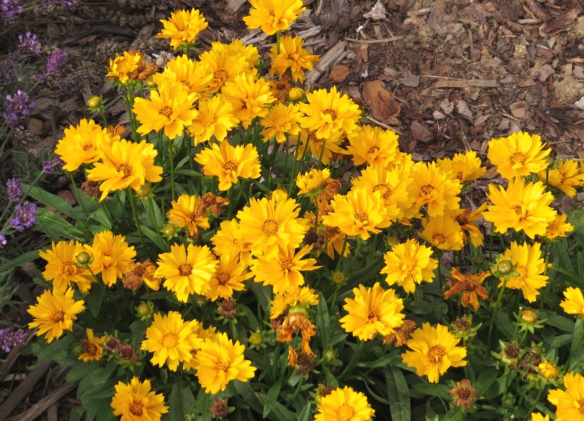 Coreopsis grandiflora Double The Sun
