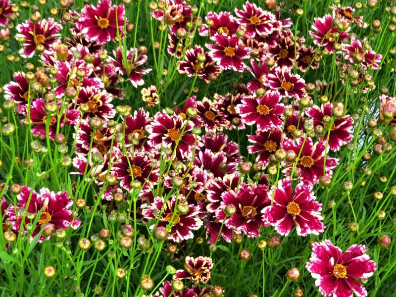 Coreopsis verticillata Ruby Frost