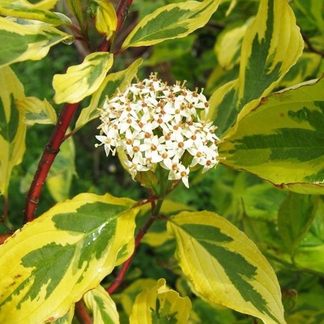 Cornus alba Gouchaltii