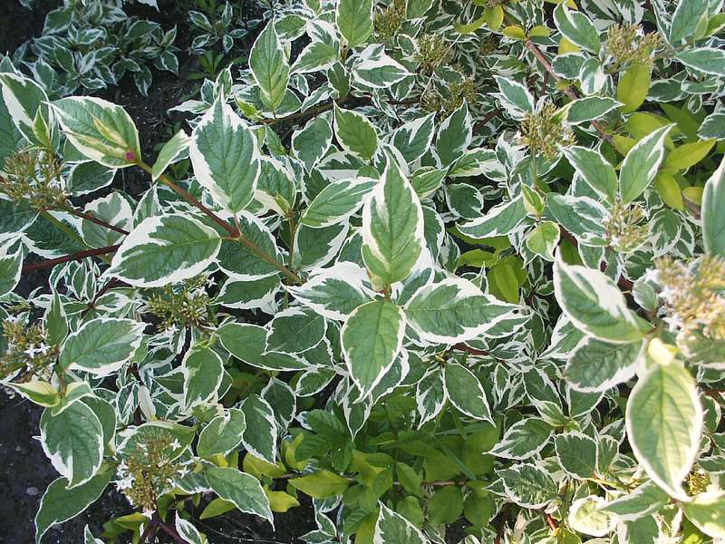 Cornus alba Sibirica Variegata