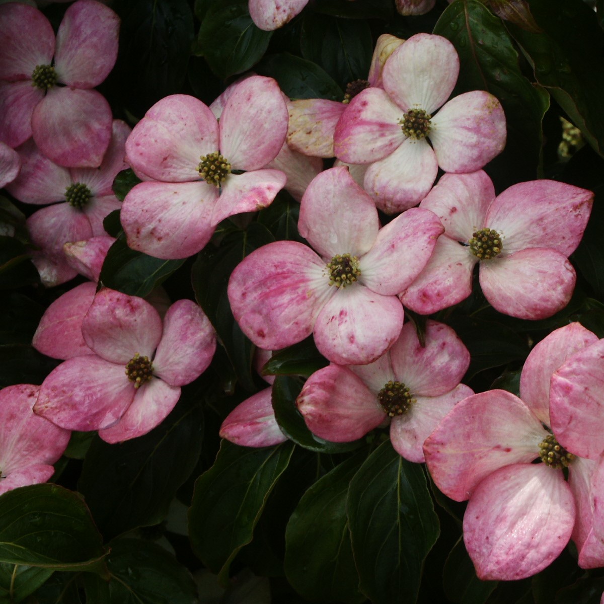 Cornus kousa Satomi Compact