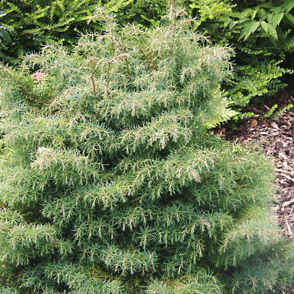 Cryptomeria japonica Elegans Viridis