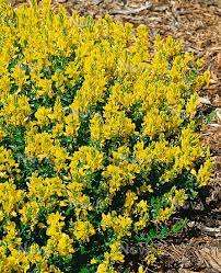 Cytisus decumbens
