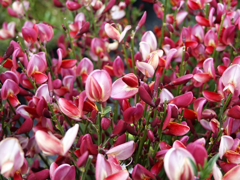 Cytisus x praecox Hollandia