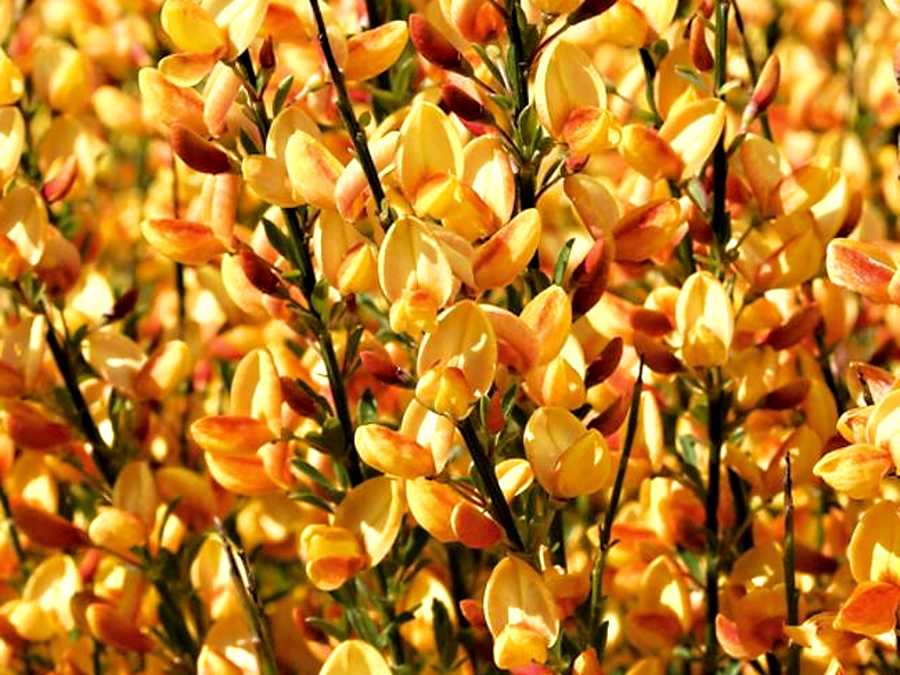 Cytisus x praecox Apricot Gem