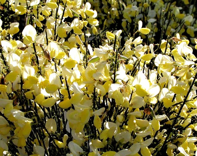 Cytisus x scoparius Dukaat