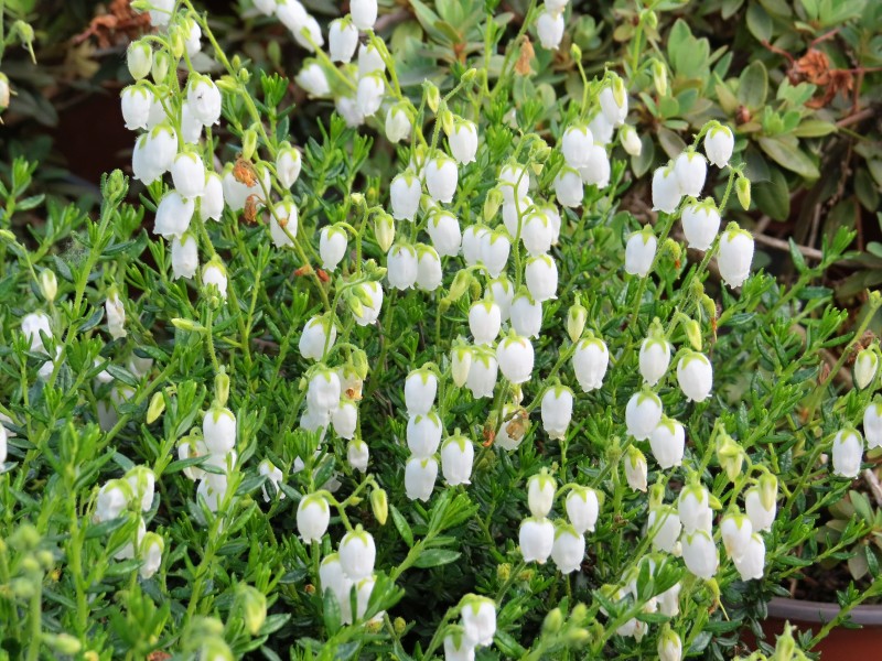 Daboecia cantabrica Alberta White