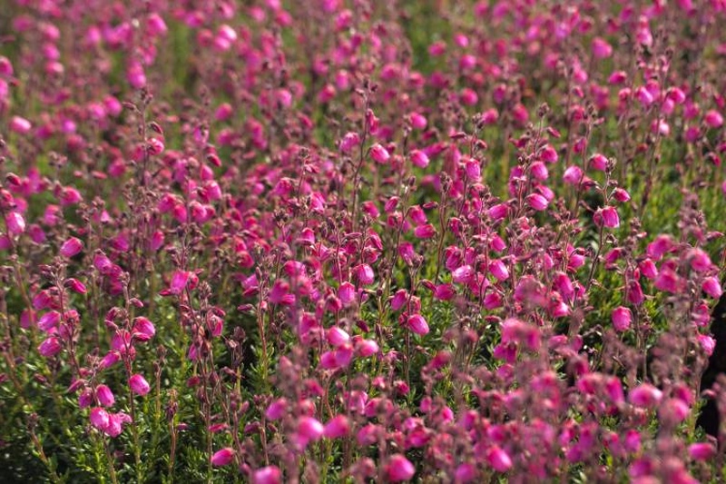 Daboecia cantabrica Andrea