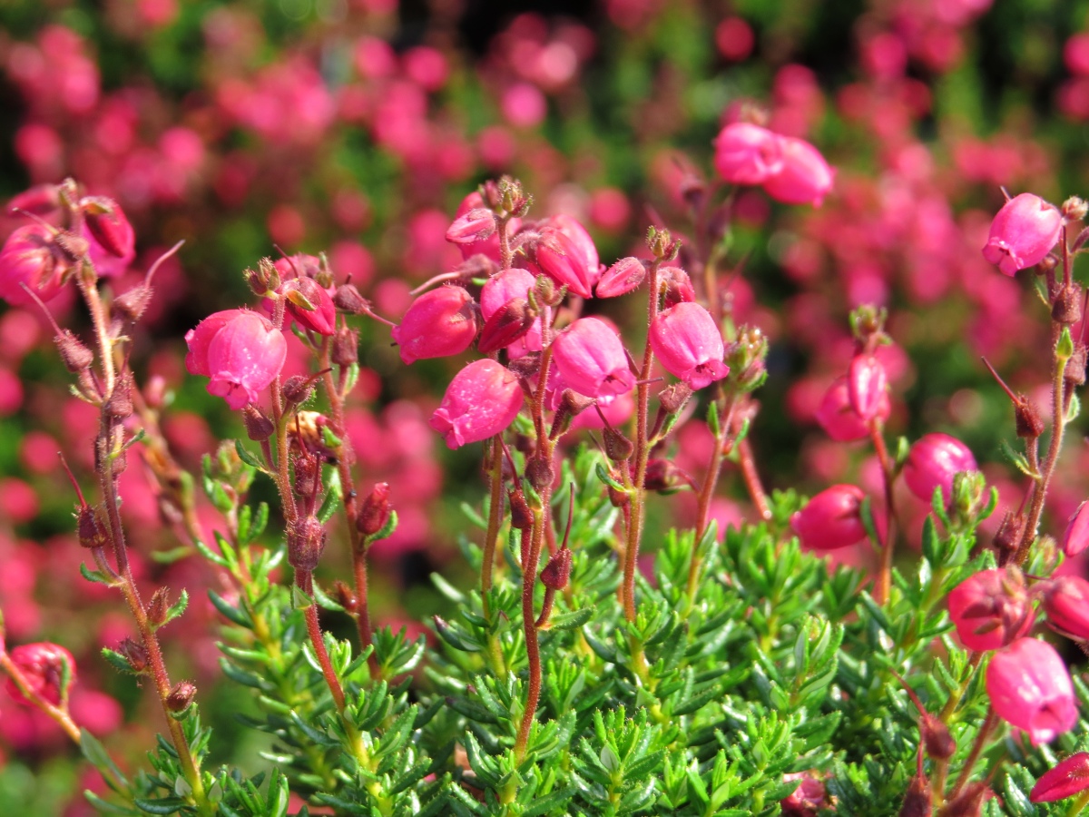 Daboecia cantabrica Angelina