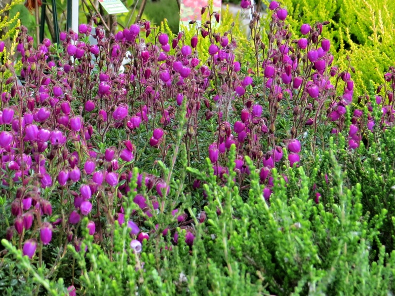 Daboecia cantabrica Vanessa