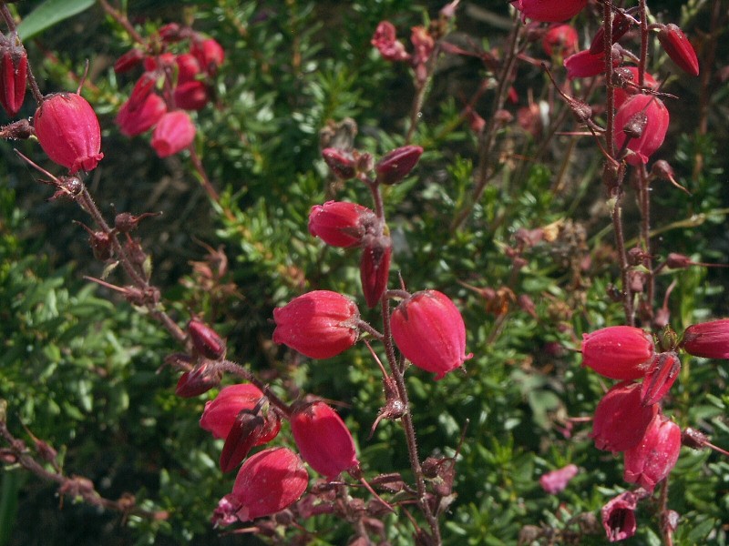 Daboecia cantabrica Waley´s Red
