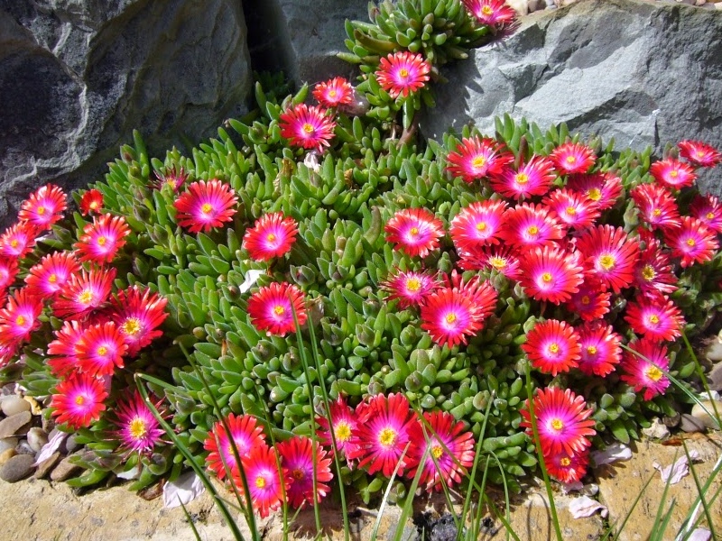 Delosperma Garnet PBR