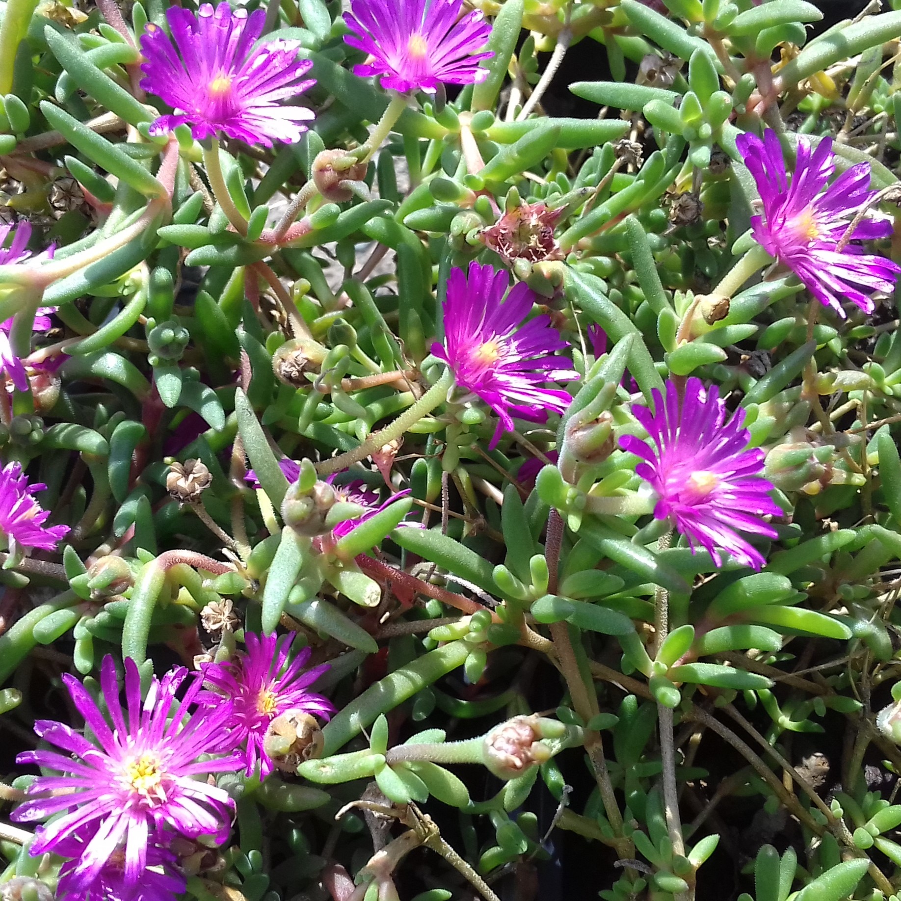 Delosperma Ice Cream Fuchsia