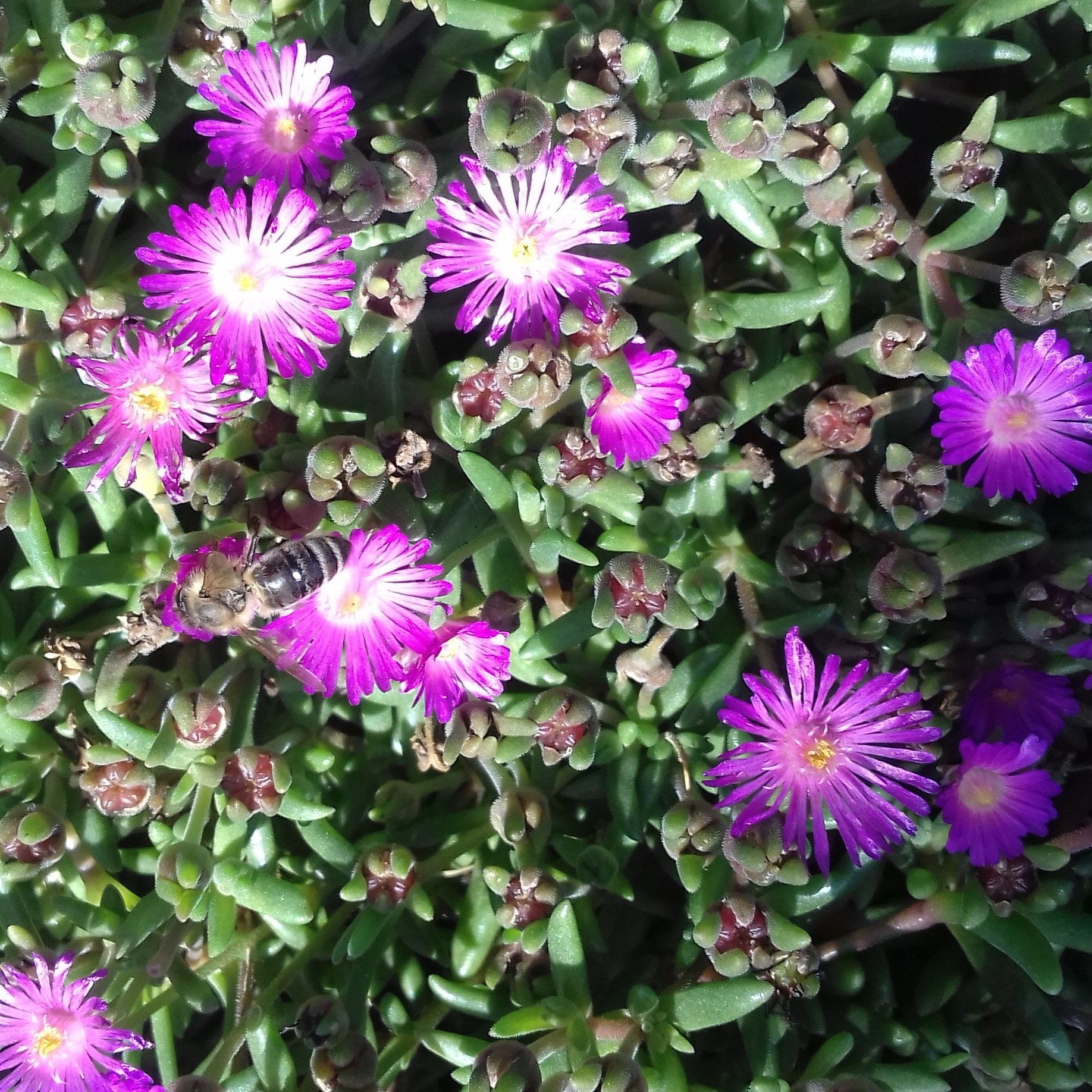 Delosperma Ice Cream Purple