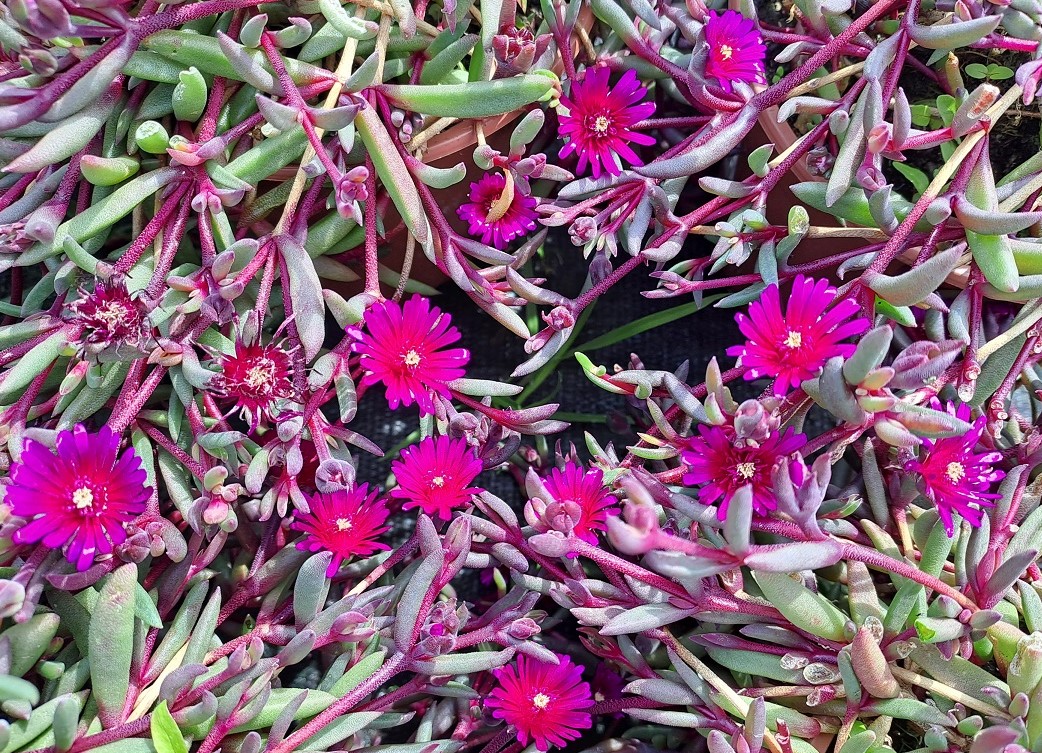 Delosperma x Desert Dancer Purple