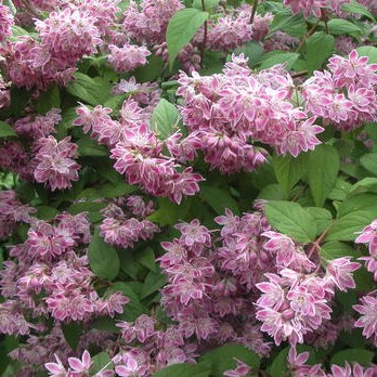Deutzia x hybrida Perle Rose