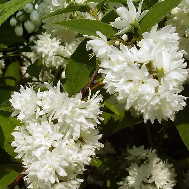 Deutzia x magnifica