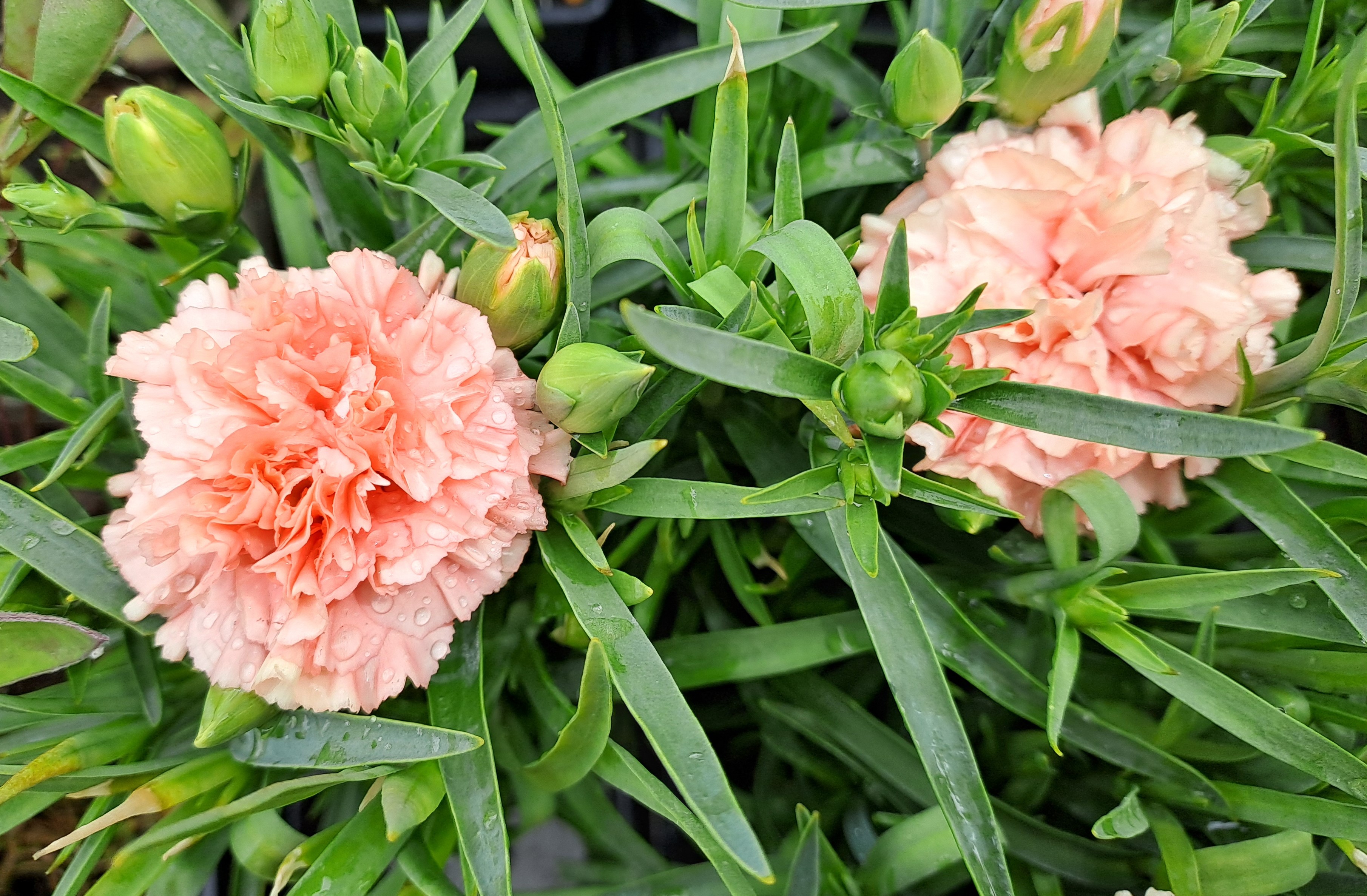 Dianthus Dynamic Apricot