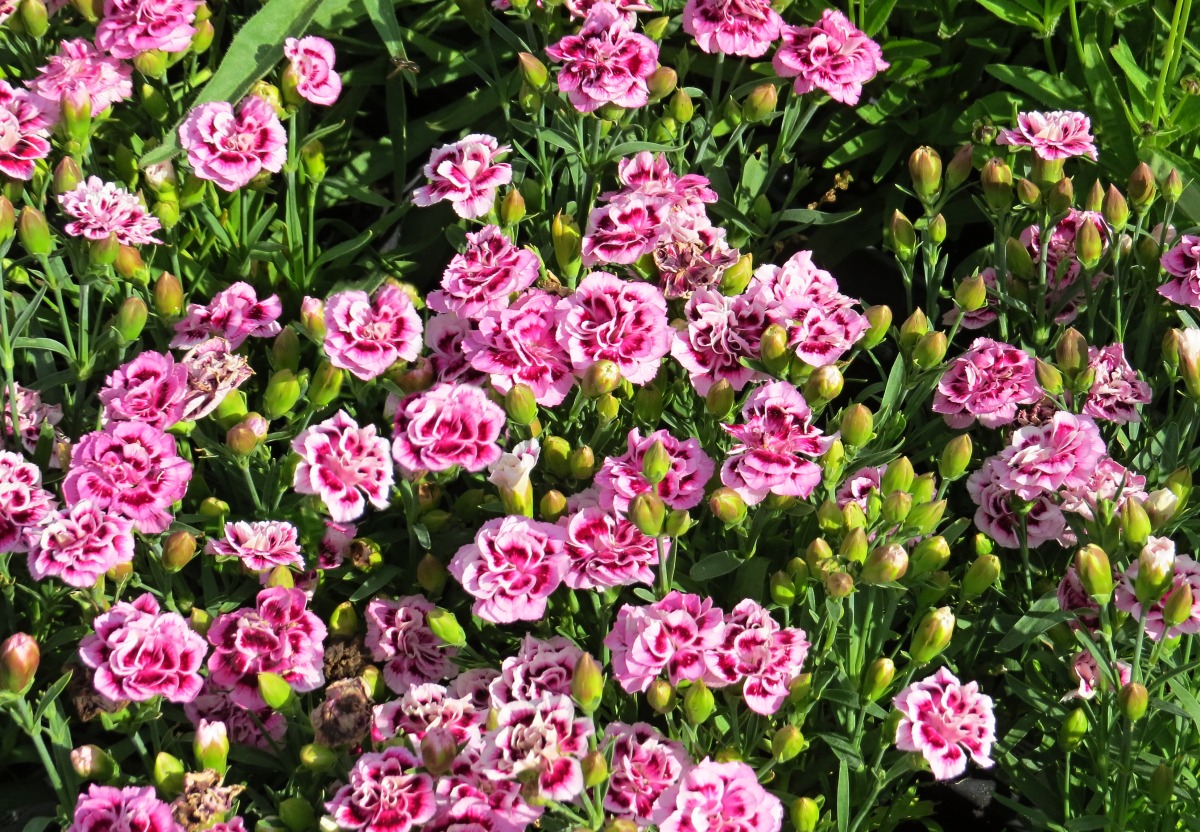 Dianthus Dynamic Purpleand White