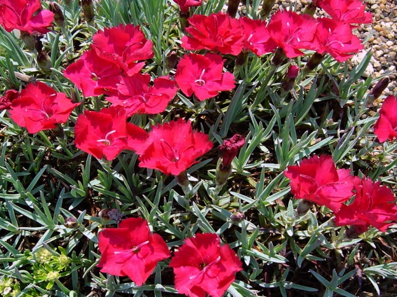Dianthus gratianopolitanus Rubín
