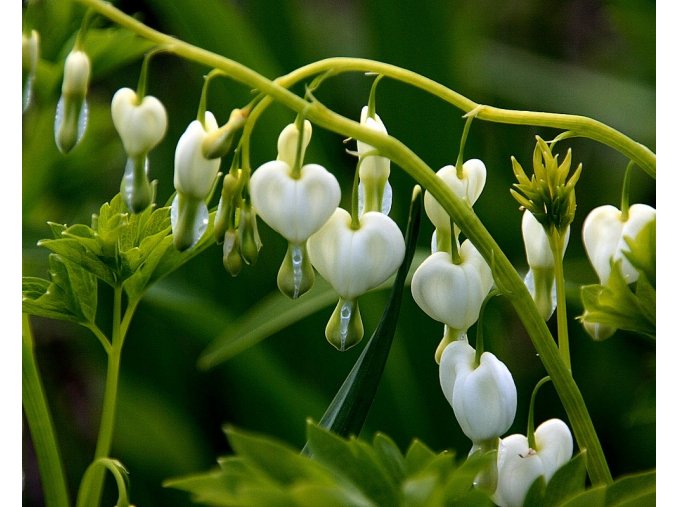 Dicentra spectabilis Alba