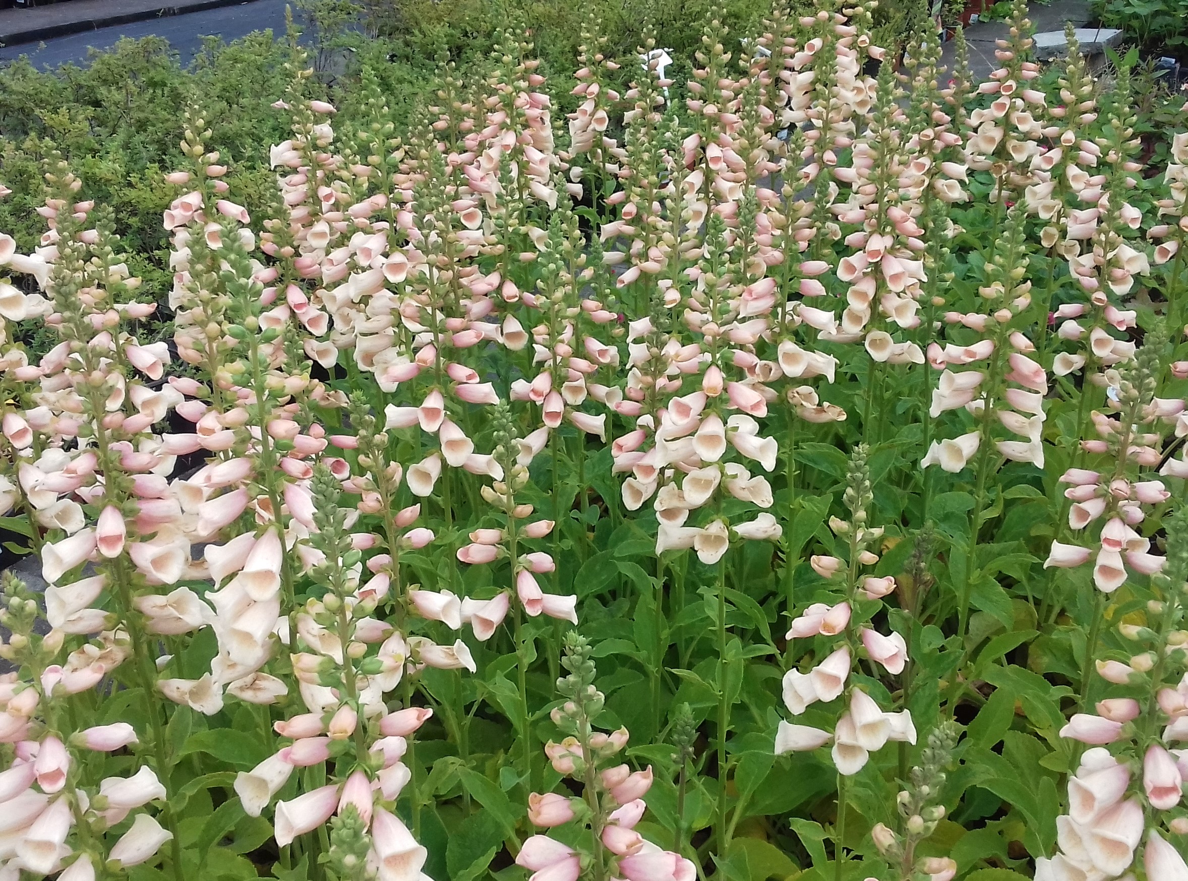 Digitalis purpurea Dalmatian Peach