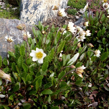Dryas suendermannii