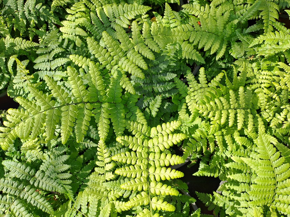 Dryopteris remota