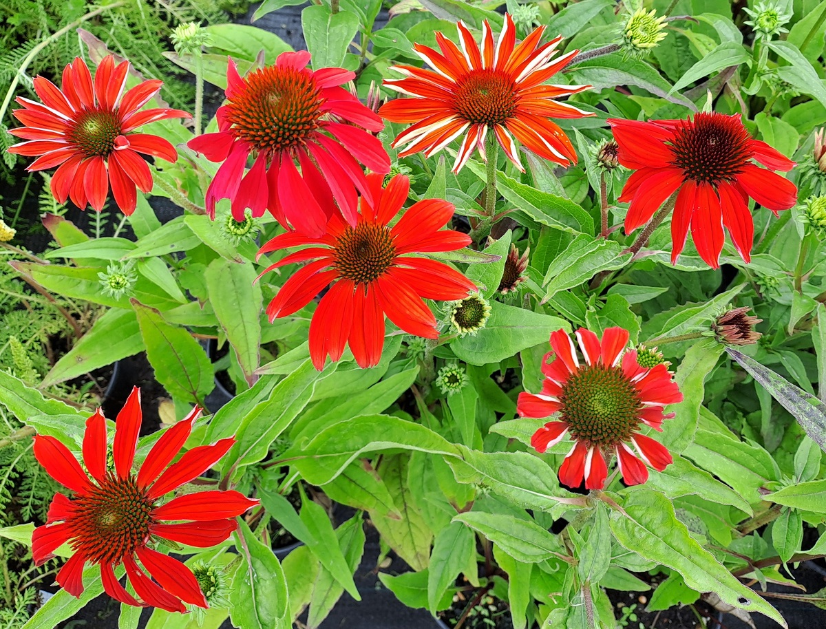 Echinacea purpurea Polly Nation Orange Red
