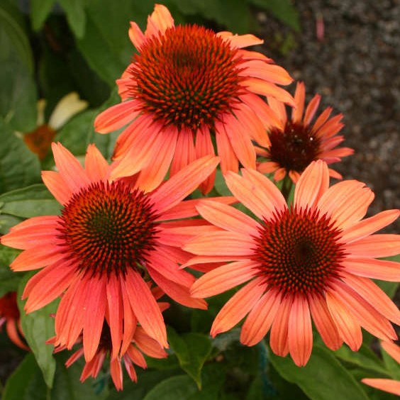 Echinacea purpurea Orange Sunset