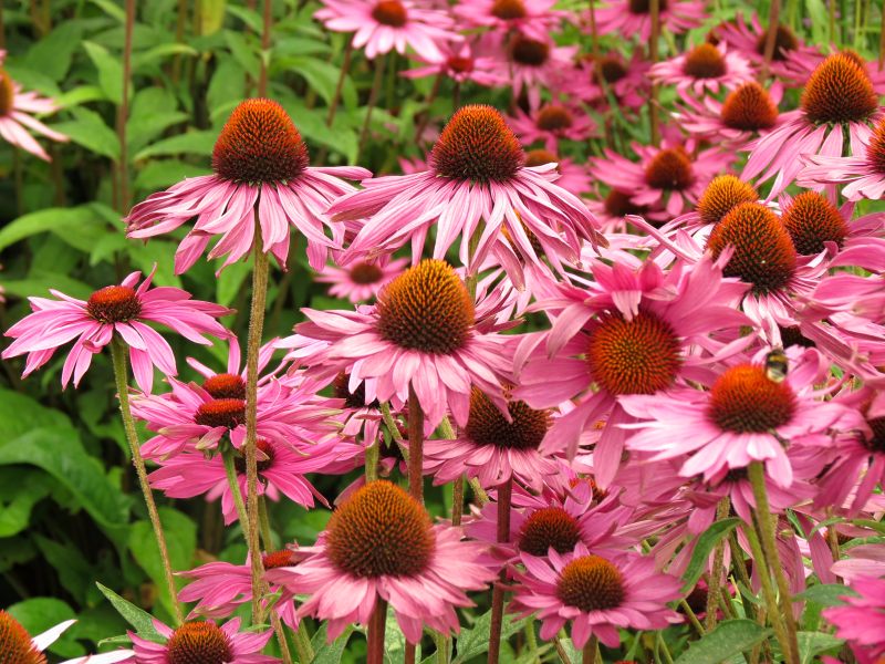Echinacea purpurea Praire Splendor Compact Rose