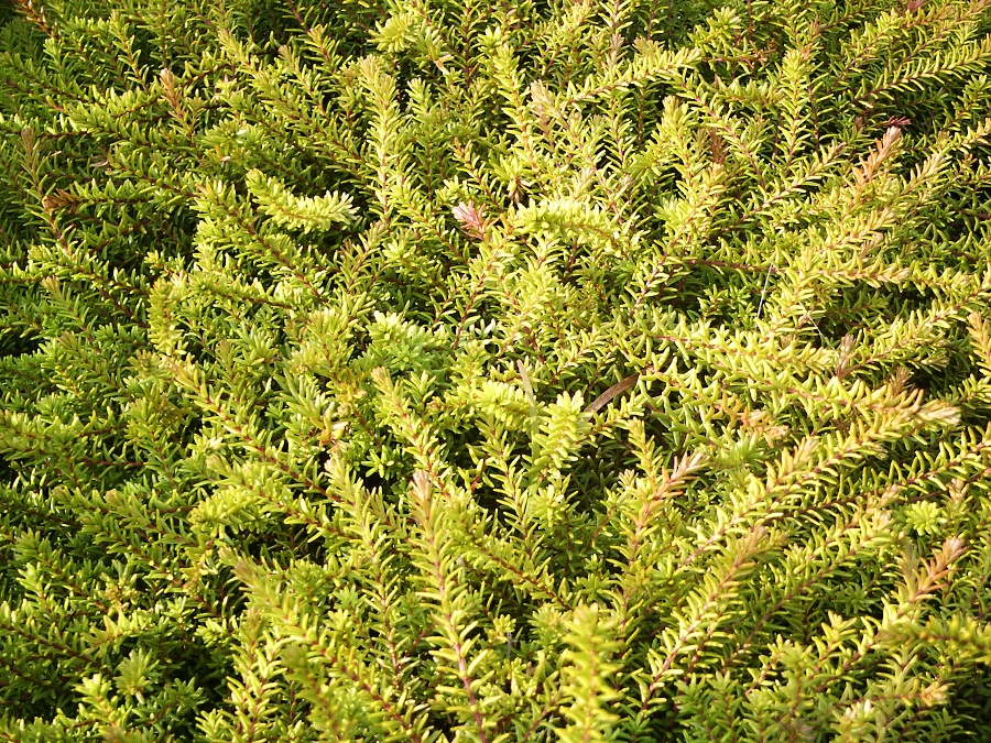 Empetrum nigrum Zitronella