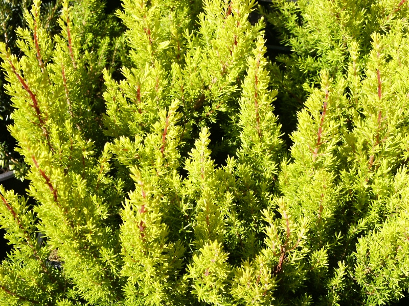 Erica arborea Estrella Gold