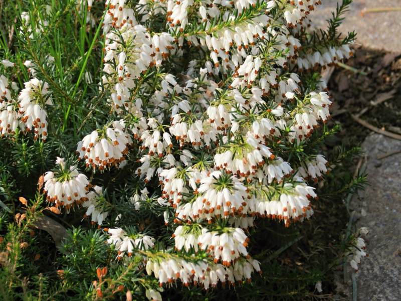 Erica carnea Schneekuppe