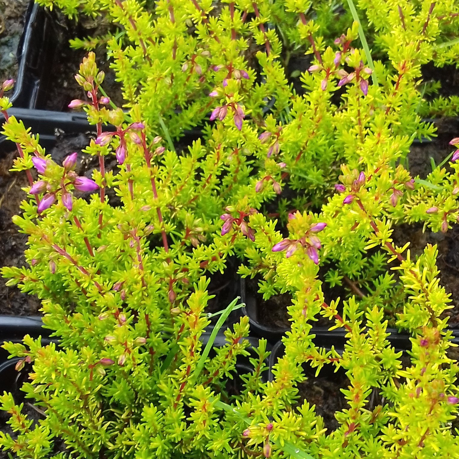 Erica cinerea Golden Sport