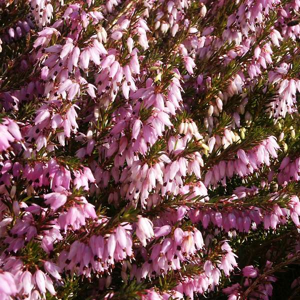 Erica darleyensis Winter Surprise