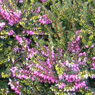Erica darleyensis Lena