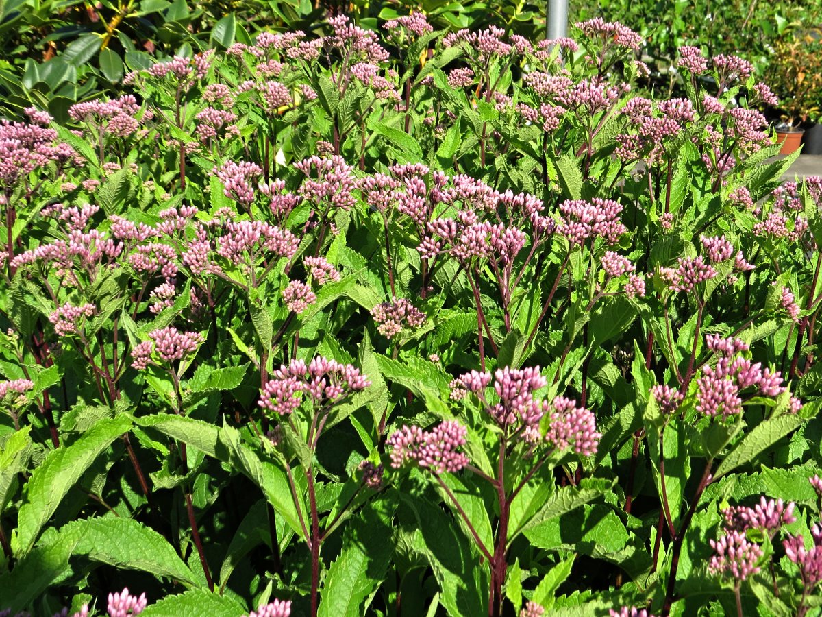 Eupatorium maculatum Phantom