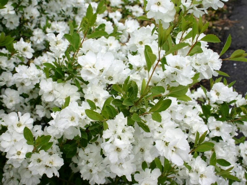 Exochorda racemosa Snow Mountain